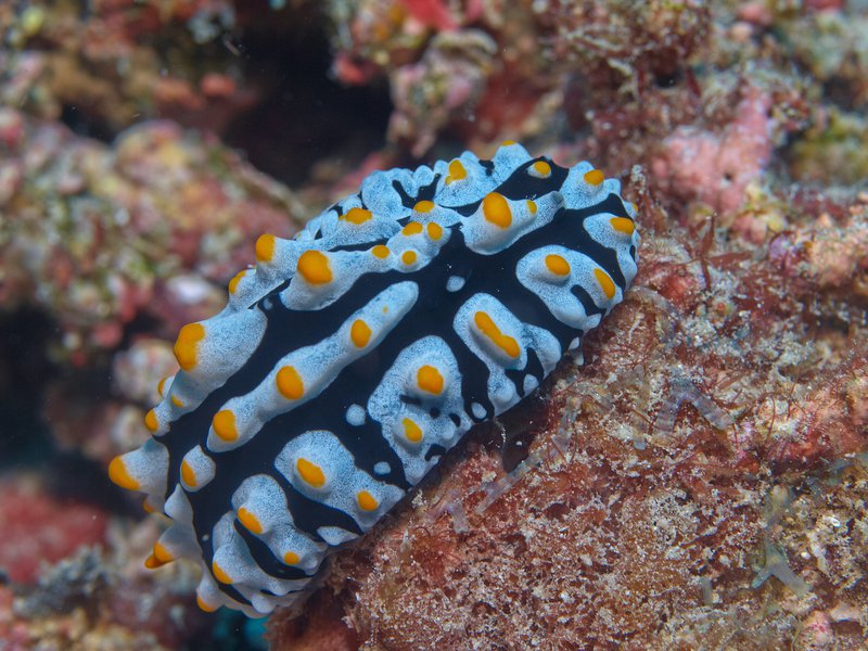 Wart slug, Bounty